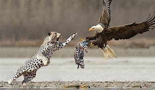 Image result for Leopard Jumps Over