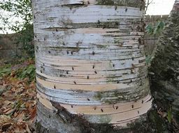 Image result for Moths in Trees