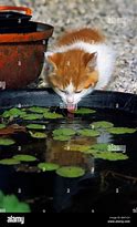 Image result for Kitten Drinking Water