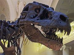 Image result for Field Museum Dinosaur Sue