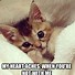 Image result for Pat Cat Image Meme