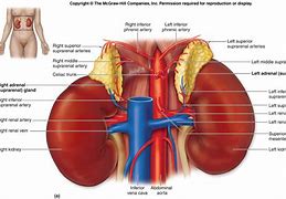 Image result for Where Are Adrenal Glands