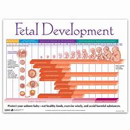 Image result for 13 week baby development