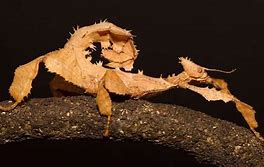 Image result for Leaf Insect Species