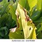 Image result for Leaf Spot in Turmeric Plant