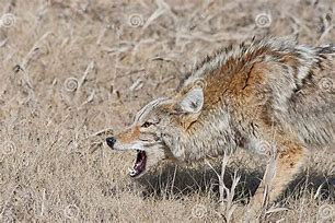 Image result for Coyote Snarling