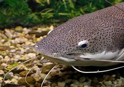 Image result for Pink Fish with Whiskers