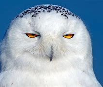 Image result for Owl Bird Eyes