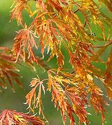 Image result for Ice Dragon Maple Tree