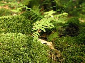 Image result for Moss-Covered Yard