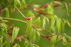 Image result for New Flowers and Fresh Leaves On Trees