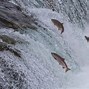 Image result for Salmon Tackle