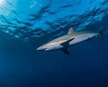 Image result for Barracuda vs Shark