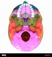 Image result for Skull Inferior View