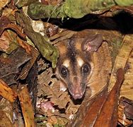 Image result for Black Opossum