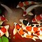 Image result for Carpa Koi