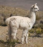 Image result for Alpaca Diet