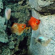 Image result for Balloon Platy