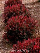 Image result for Burgundy Shrubs