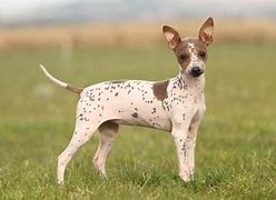 Image result for Short Hair Terrier