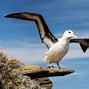 Image result for Fluffy Baby Albatross