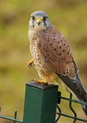 Image result for Kestrel