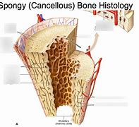 Image result for Cancellous Bone Spongy Bones