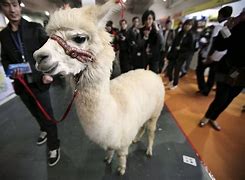 Image result for Alpaca Long Hair