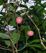 Image result for Vitaceae