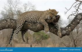 Image result for Leopard Resting in Tree