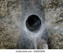 Image result for Spider Web Tarp Background