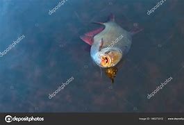 Image result for Fish Caught Fly Fishing in a Stream