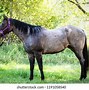 Image result for Blue Roan Horse Saddled