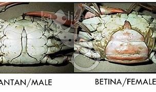 Image result for Ketam Batu vs Ketam Nipah