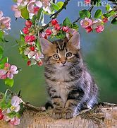 Image result for Kitten Spring Flowers