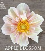 Image result for Apple Blossom Dahlia