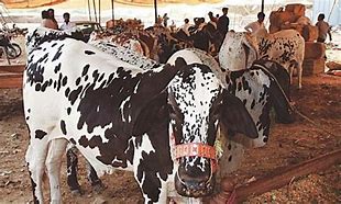 Image result for Prid Cattle