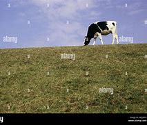 Image result for Prid Cattle