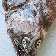 Image result for Arrowtooth Flounder