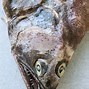 Image result for Arrowtooth Flounder