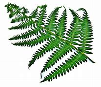 Image result for Fern in Pot Clip Art