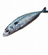 Image result for Bullseye Mackerel