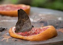 Image result for Moth with Feathery Antennae