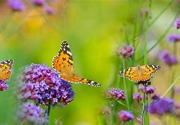 Image result for Butterflies Garden