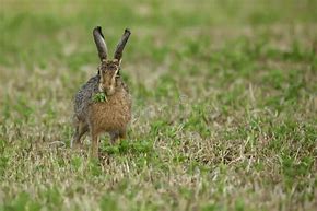 Image result for Hare Eating