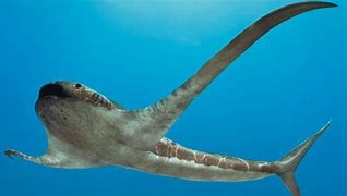 Image result for Animals with Fins and Tail Shark