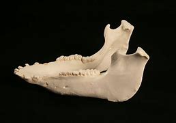 Image result for Llama Jaw