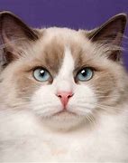 Image result for Large Ragdoll Cat