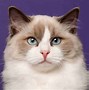 Image result for Large Ragdoll Cat