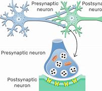 Image result for Synapse Diagram